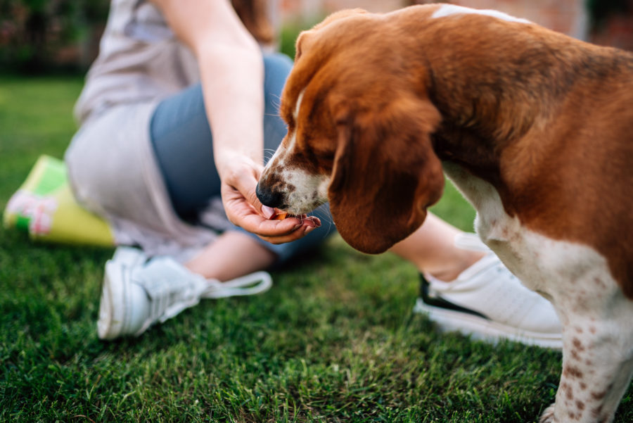 Cachorro comendo comida da mão de seu dono