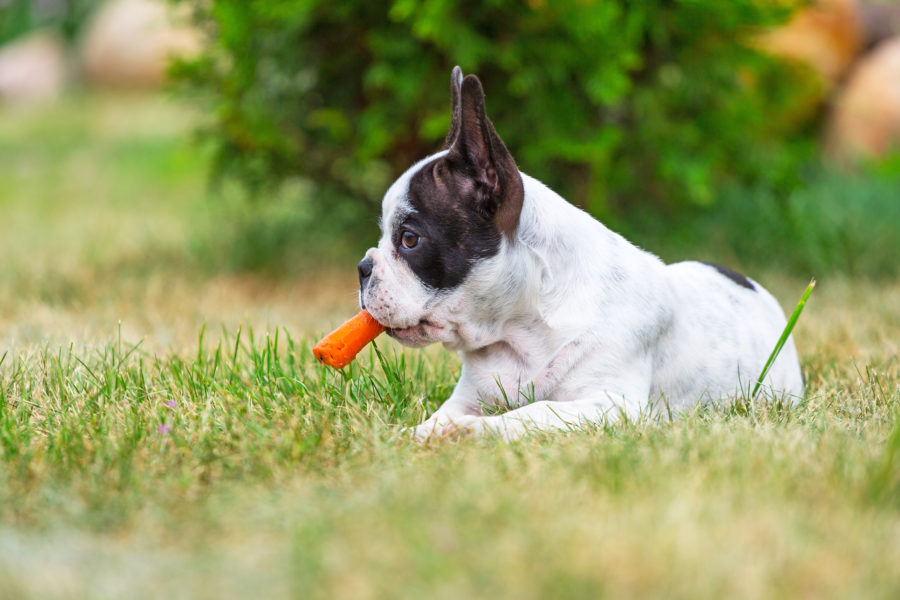 Cachorro na grama com cenoura na boca