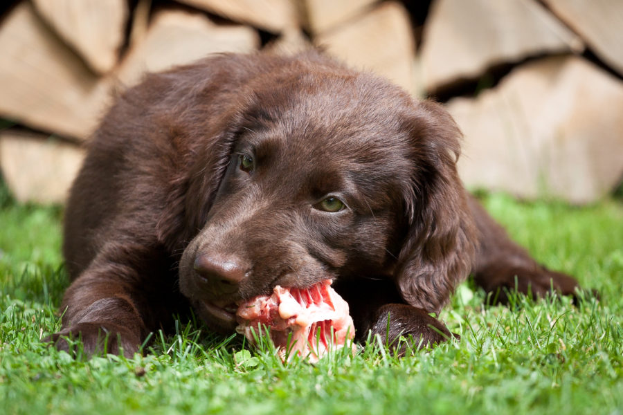 Cachorro na grama comendo um pedaço de carne com osso