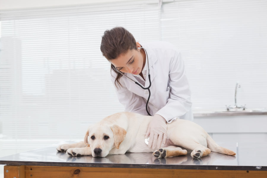 Os desafios do tratamento do câncer em animais