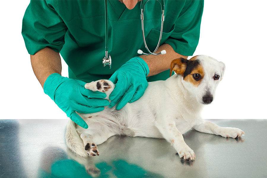 Cachorro tendo seu quadril examinado