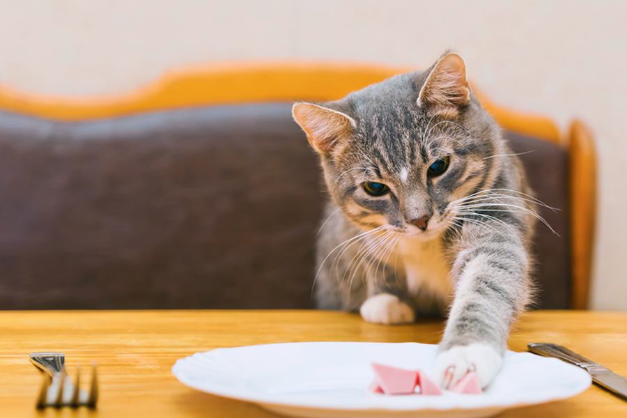Alimentação natural para gatos: como introduzir essa nova dieta ao seu pet?