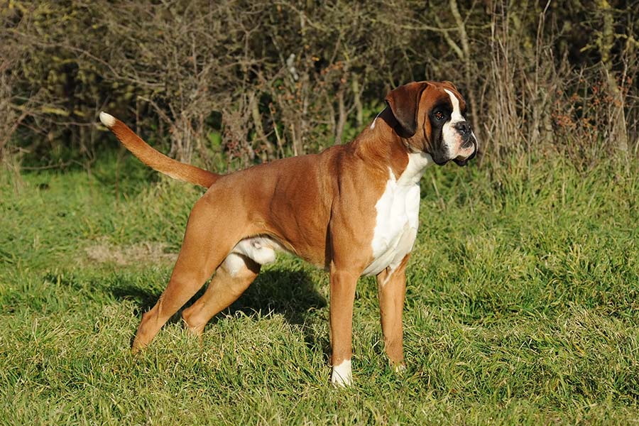 Cachorro Boxer na grama em posição de alerta