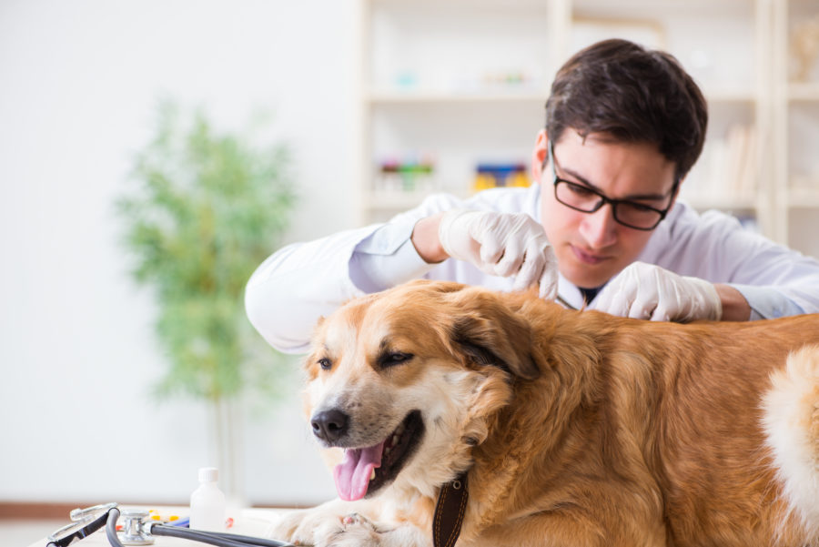 Cachorro tendo o carrapato retirado da pele por um veterinário em uma clínica com o intuito de tratar doenças transmitidas pelos carrapatos