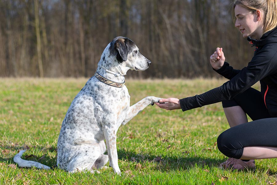 Comunicação entre pet e tutor: como falar com o seu cachorro?