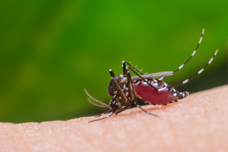 Dengue: descubra o que você REALMENTE precisa saber sobre ela