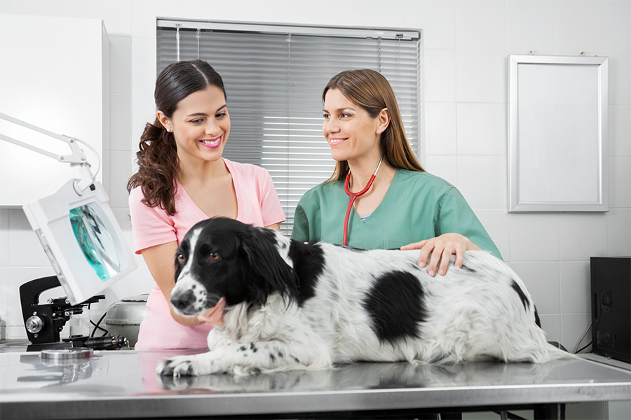 Cachorro em um consultório veterinário juntamente com sua dona e uma médica veterinária