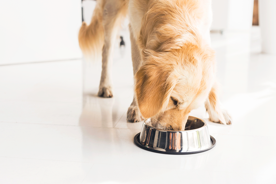 Cachorro se alimentando em uma vasilha de metal
