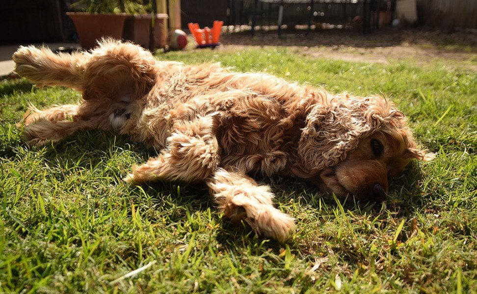 cachorro rolando na grama para se coçar
