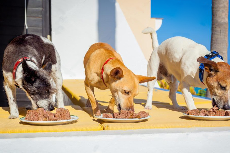 três cachorros comendo comida natural em pratos separados