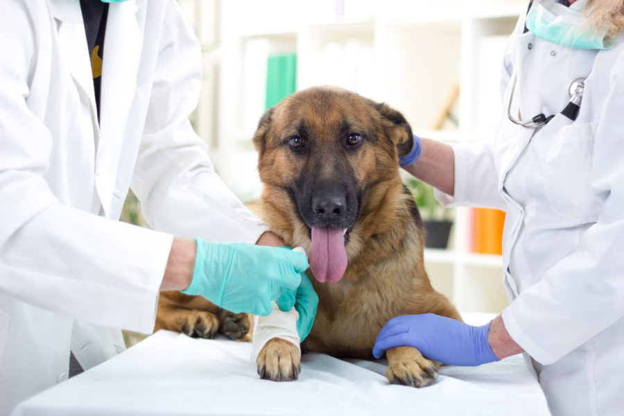 Cachorro tendo a perna enfaixada decorrente de uma luxação na patela. Um veterinário faz o procedimento e outro o segura.