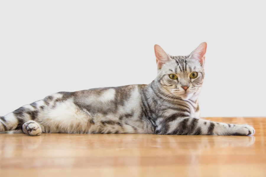 Especial raças: tudo sobre o gato American Shorthair