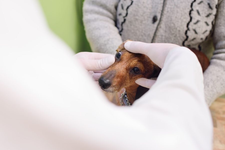 Médico veterinário examinando o olho de um cachorro