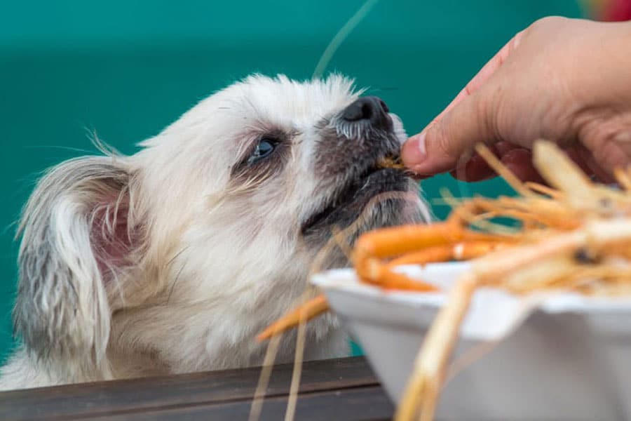 Humano dando comida para um cachorro para representar a intoxicação alimentar nos cães