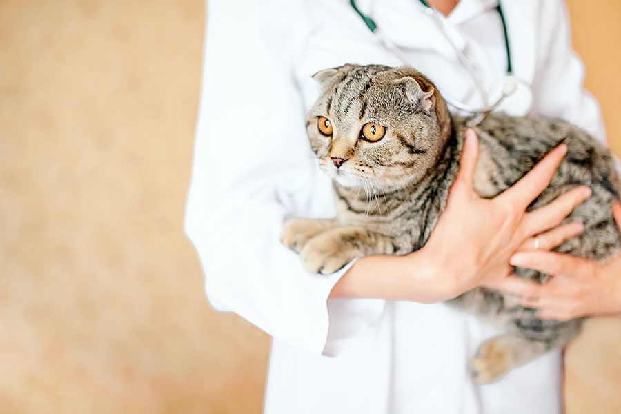 Tudo sobre FELV – o vírus da leucemia felina