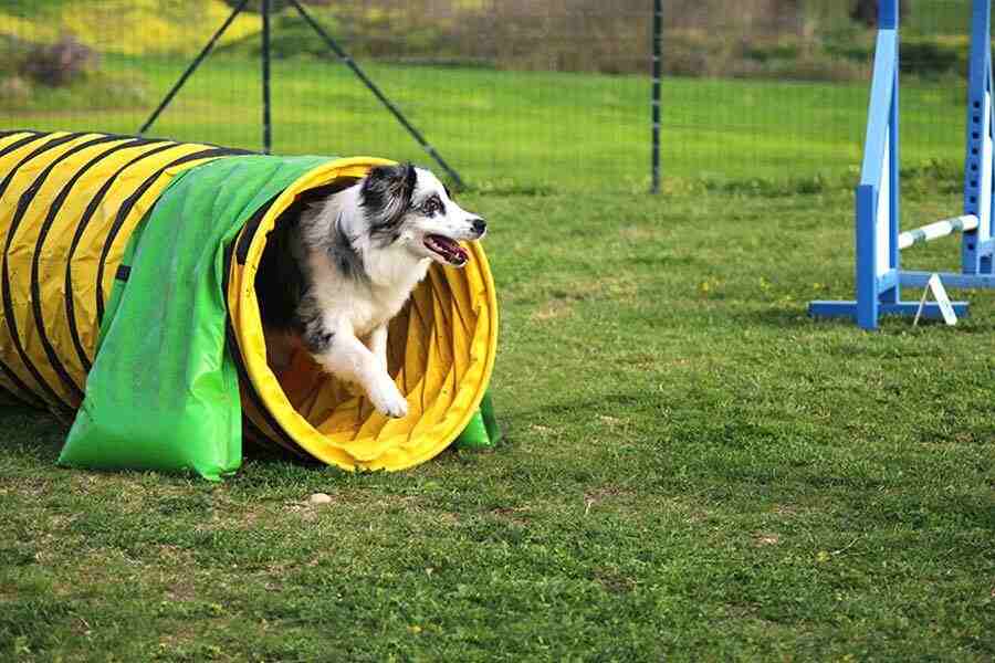 Cachorro brincando com obstáculo em forma de túnel. Isso é parte do enriquecimento ambiental.