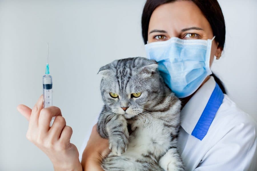 Médica veterinária segurando um gato e uma vacina.