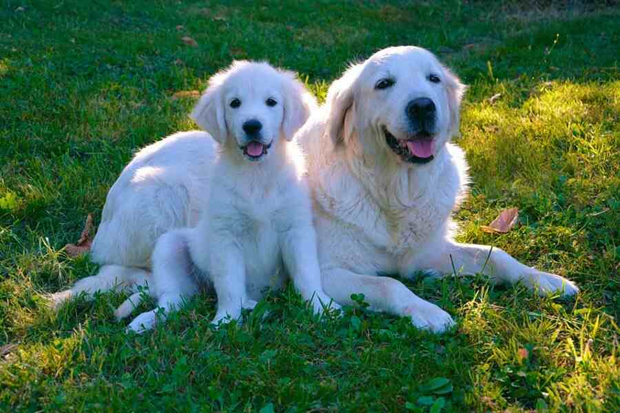 Dois cachorros da raça golden retriever brancos, um adulto e outro filhote, ao ar livre na grama.