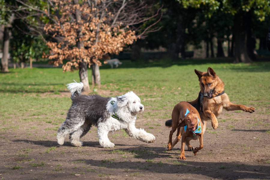 Cães brincando na praça para poder acontecer a sociabilização entre cães