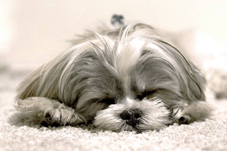 Cachorro cinza com endocardiose deitado em um tapete