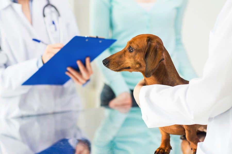 Cachorro com linfoma sendo amparado por um veterinário enquanto, ao fundo, um outro veterinário faz anotações em um prancheta ao lado do tutor do cachorro.