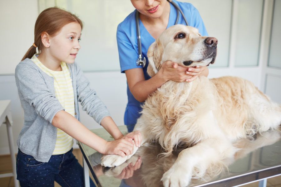 Câncer em cães: tudo que você precisa saber
