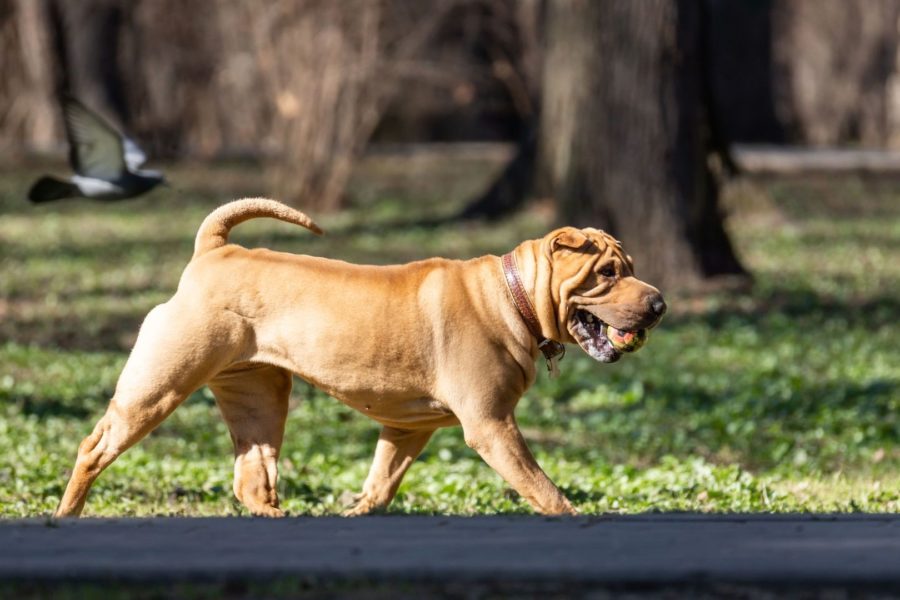 Cachorro Shar Pei andando ao ar livre com uma bolinha na boca