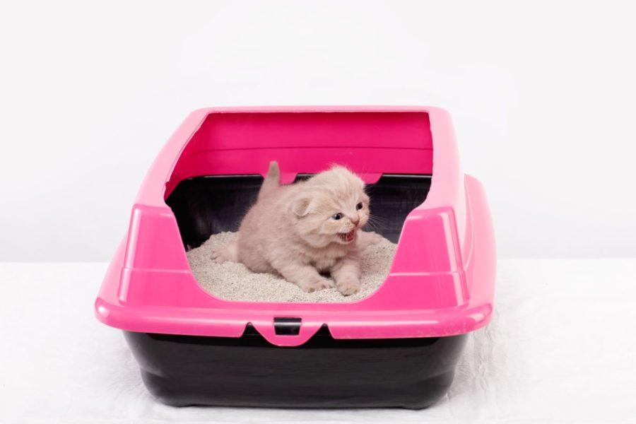 Gato filhote usando sua caixa de areia rosa