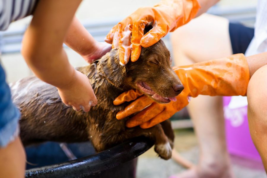 Com mau cheiro, cachorro toma banho na bacia. Ele está sendo segurado por 2 pessoas (uma delas usa luvas laranjas) e está com os olhos fechados.