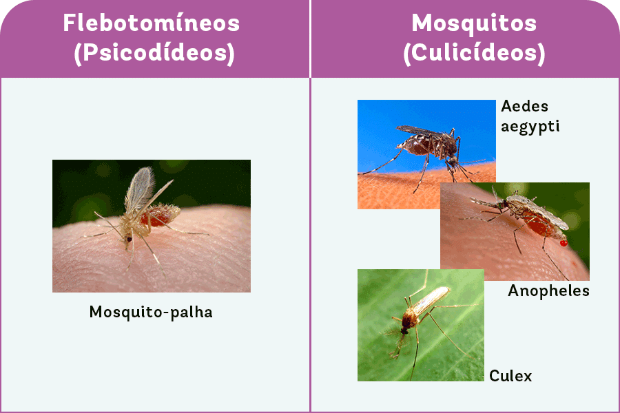 Figura mostrando dois tipos de mosquitos transmissores de doenças, os flebotomíneos e os culicídeos