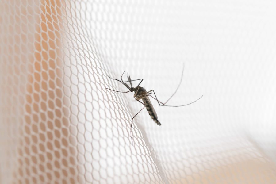 Mosquito da dengue e mosquito-palha: conheça esses e outros mosquitos que transmitem doenças