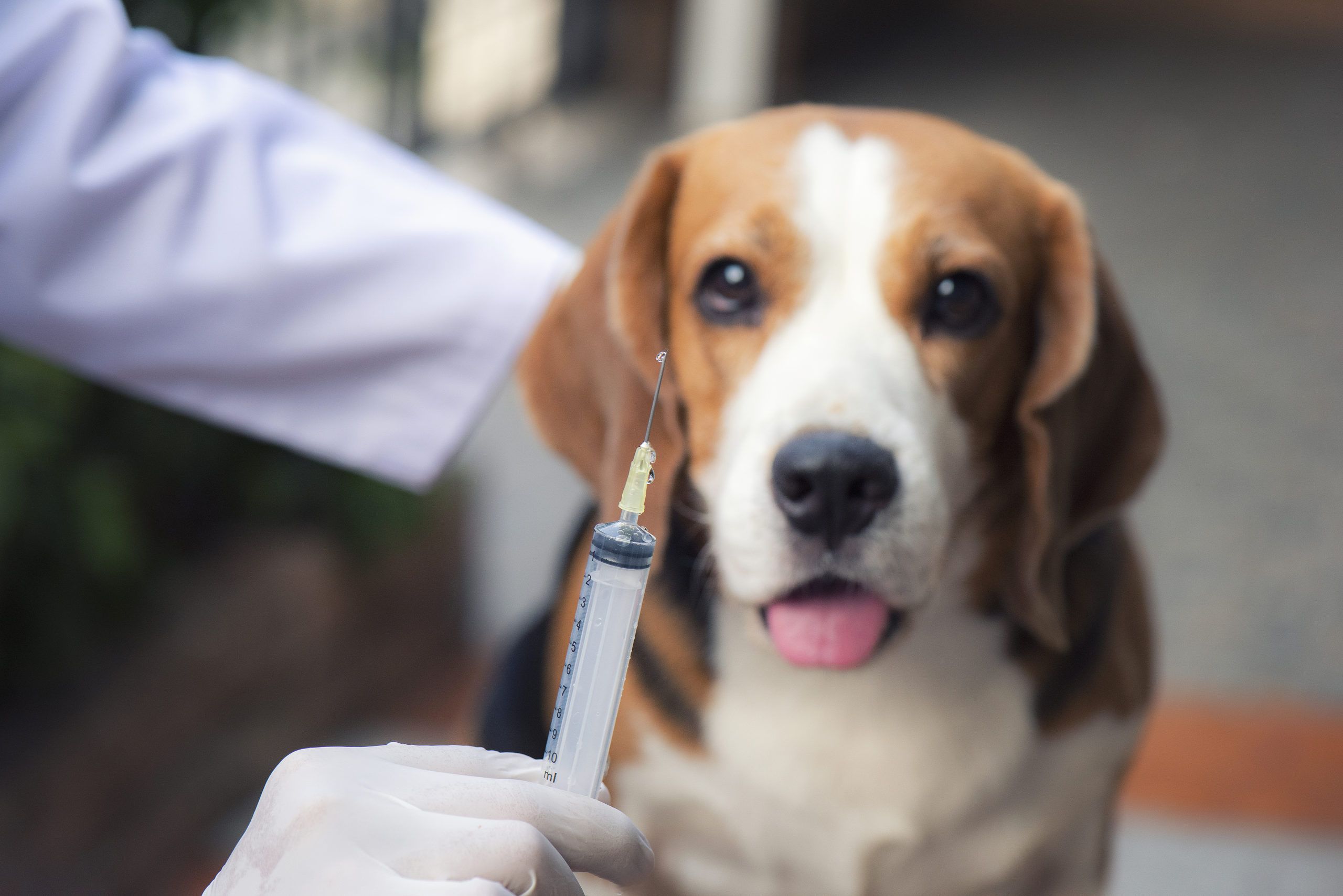 Beagle desfocado atrás de uma mão focada de veterinário segurando uma seringa de vacina