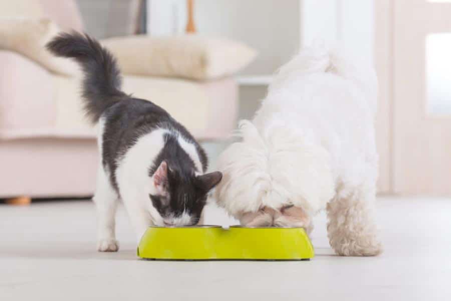 Cachorro e gato comendo alimentação natural em uma tigela