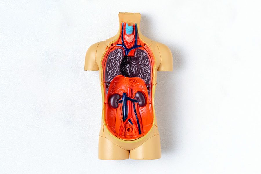 Boneco anatômico com a região do tórax e do abdomen abertas evidenciando os rins