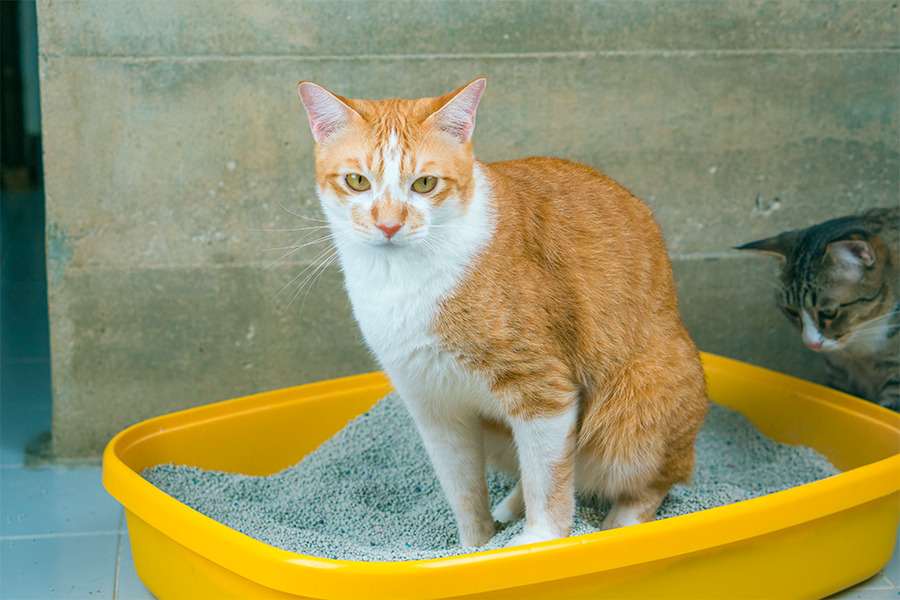 Doenças urinárias em gatos: o que você precisa saber?