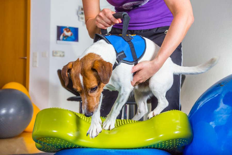 Cachorro fazendo fisioterapia, uma das práticas da medicina veterinária integrativa
