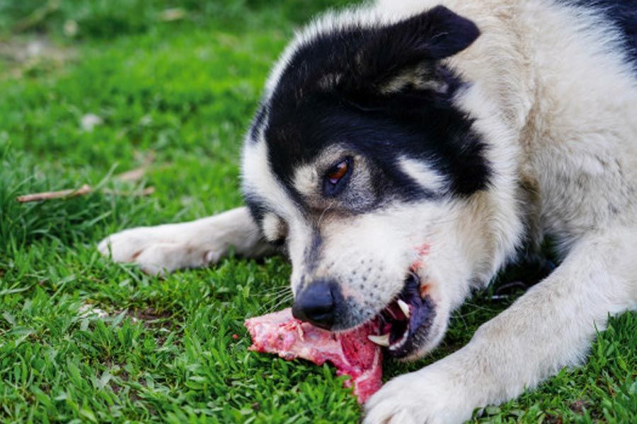 Cachorro comendo um pedaço de carne com osso na grama, parte da alimentação natural para cães