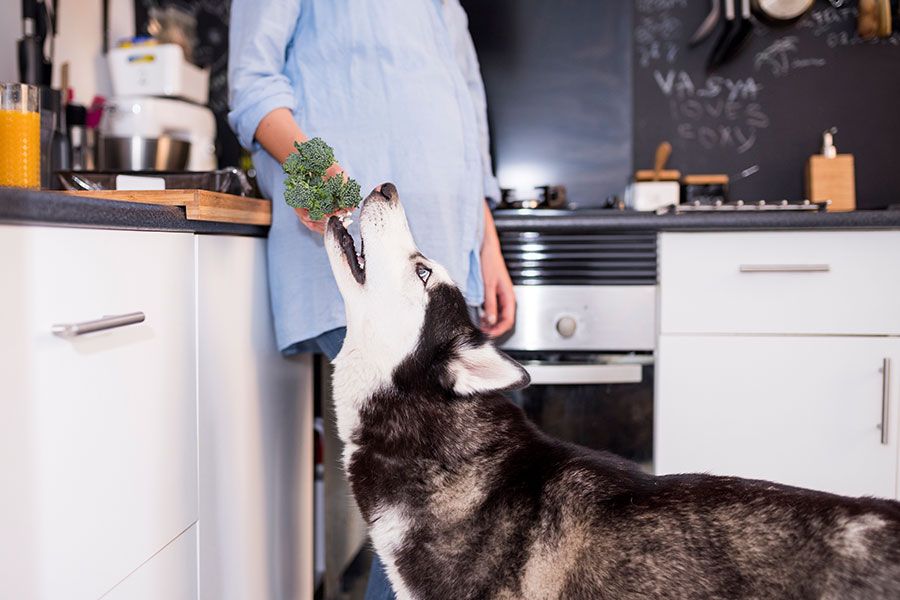 Tutor dando brócolis para seu cachorro enquanto prepara a alimentação natural de forma segura na cozinha