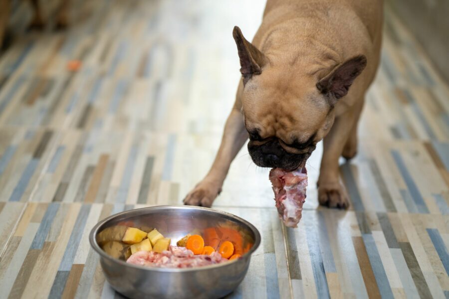Buldogue comendo um pedaço de carne com osso e sua tigela tem carne, cenoura e maçã, uma alimentação natural para cães